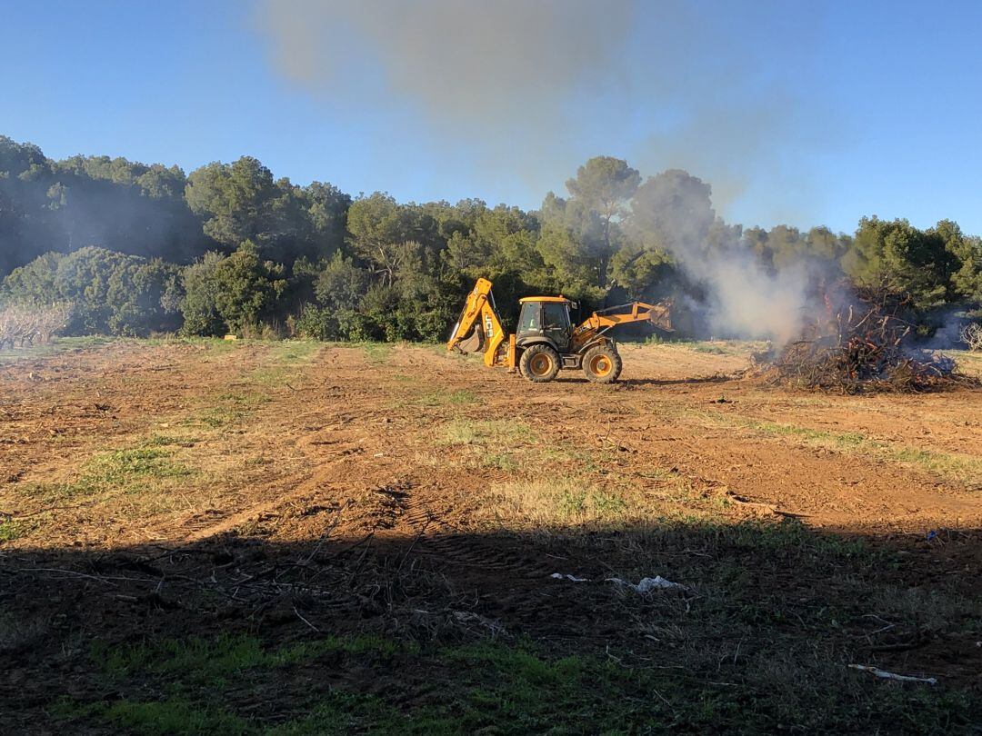 Els cirerers tal·lats i cremant a la finca