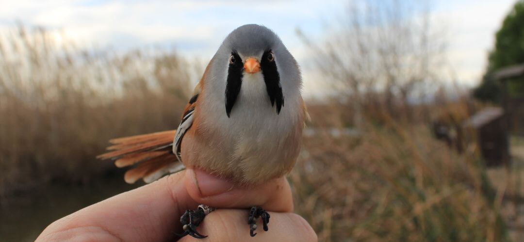 El documento recoge medidas para el Gobierno de España y para cada una de las 17 comunidades autónomas