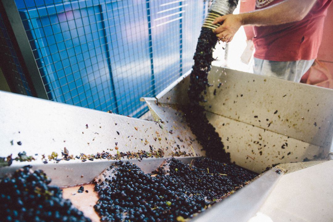 La uva volverá a entrar en las bodegas de la Ribera del Duero bajo la vigilancia de los veedores