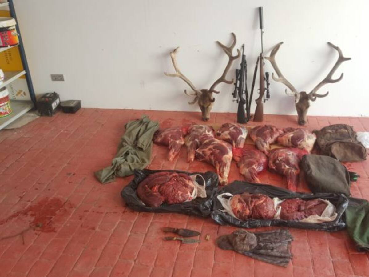 La Guardia Civil investiga a tres personas por caza furtiva de dos ciervos en El Pedroso