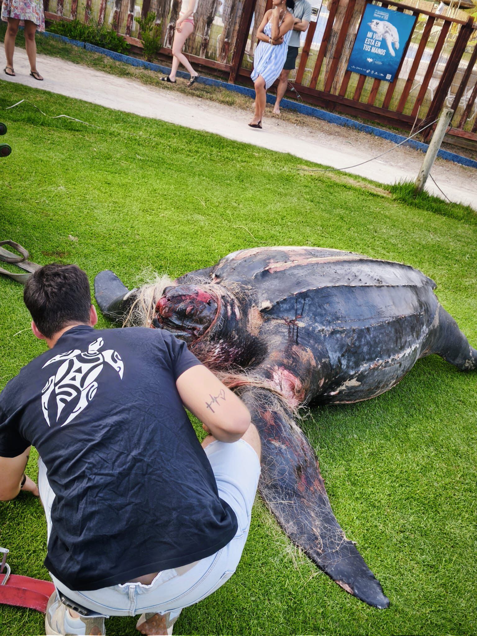 El cadáver de la tortuga Laud llegado a la costa valenciana