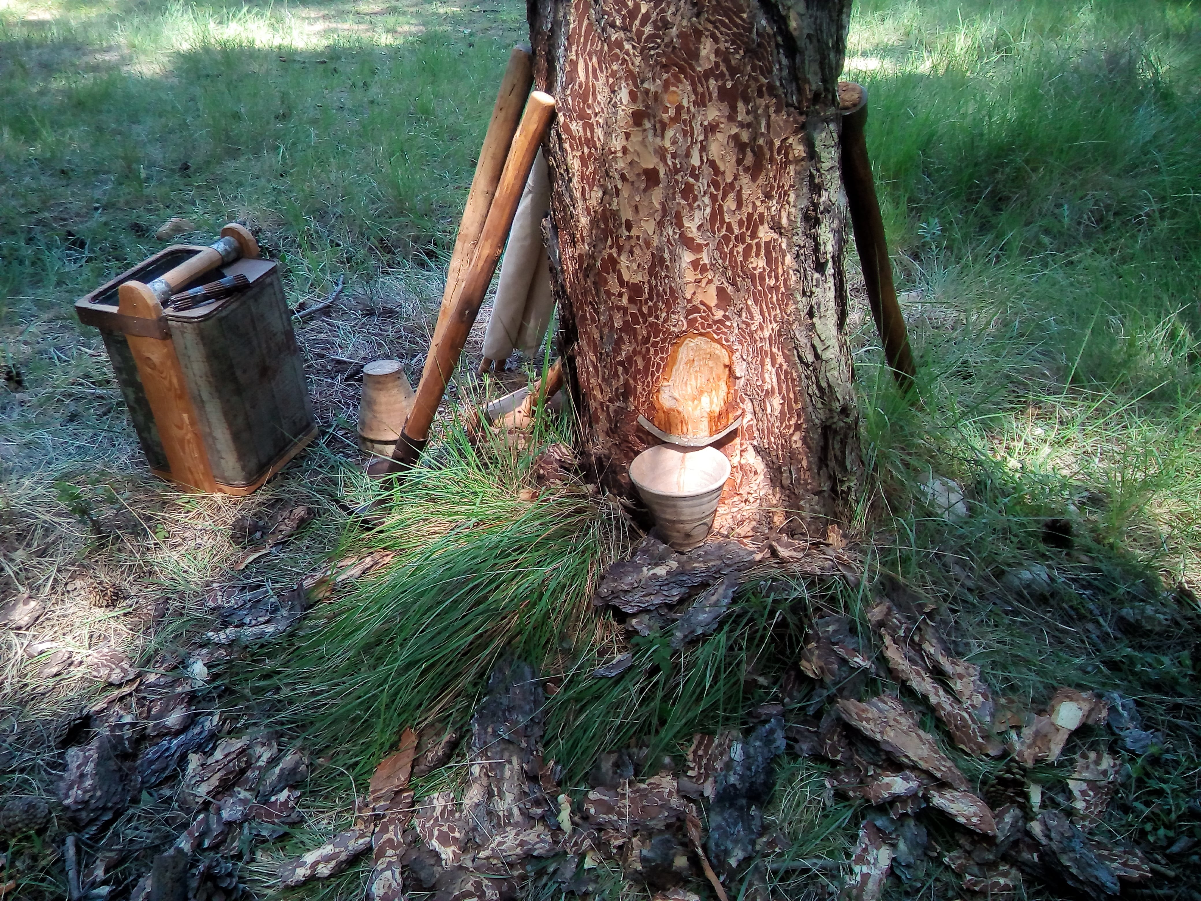 Herramientas para la extracción tradicional de la resina en los pinares de la Serranía de Cuenca.