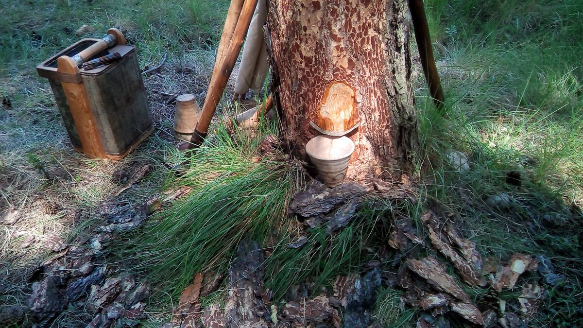 El alma del bosque: la resina y la industria resinera de Cuenca a lo largo del tiempo