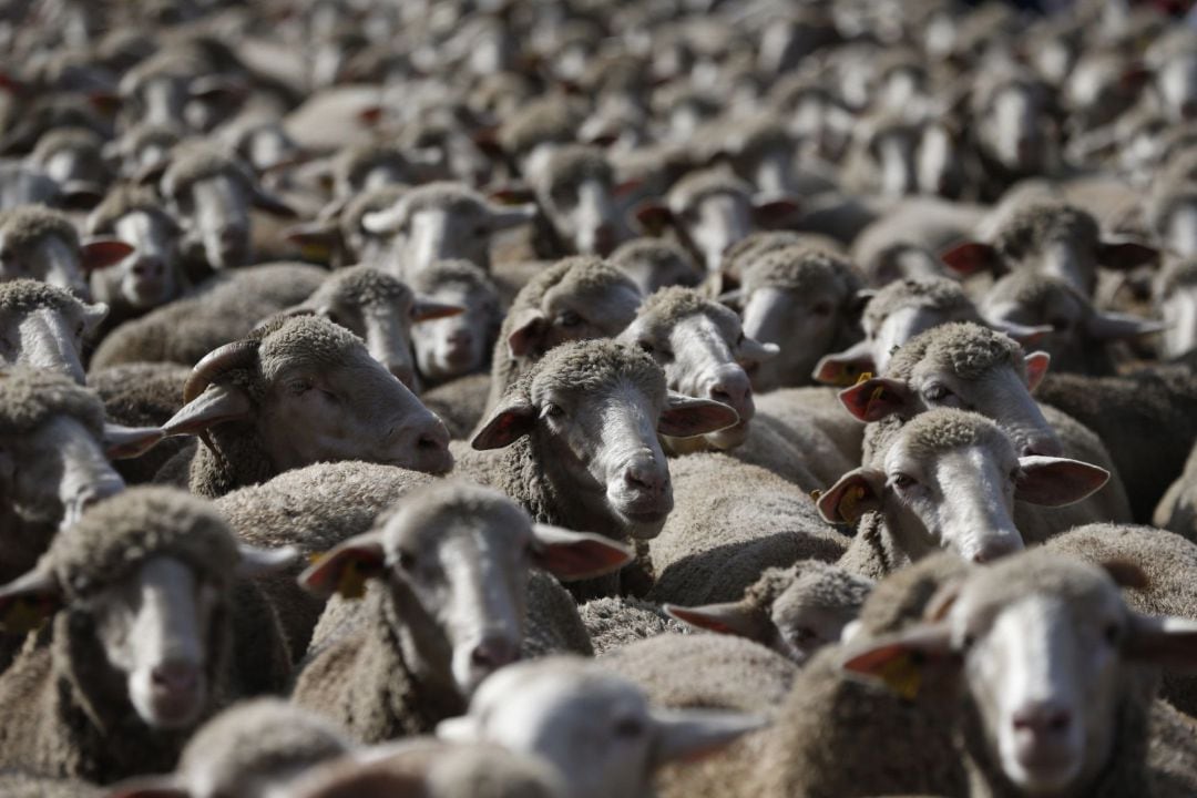 Los rebaños de ovejas pasan por la Puerta del Sol de Madrid con motivo de la Fiesta de la Trashumancia