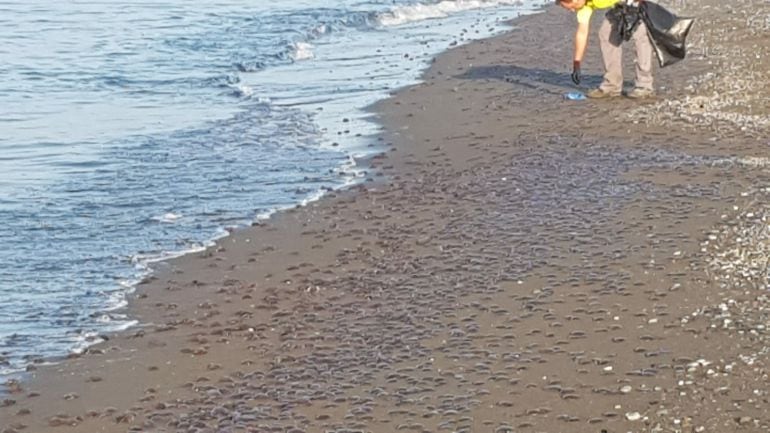 Medusas este fin de semana en playas de Vélez Málaga