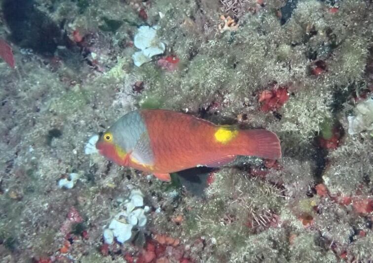 Alguns peixos propis d'altres latituts es deixen veure cada cop més a la mediterrània per l'escalfament global del planeta i dels seus mars i oceans.