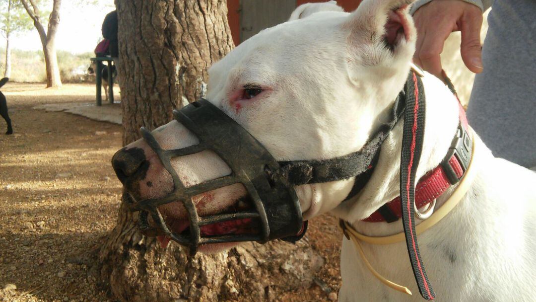 Perro con un bozal, accesorio recomendable para este tipo de animales.