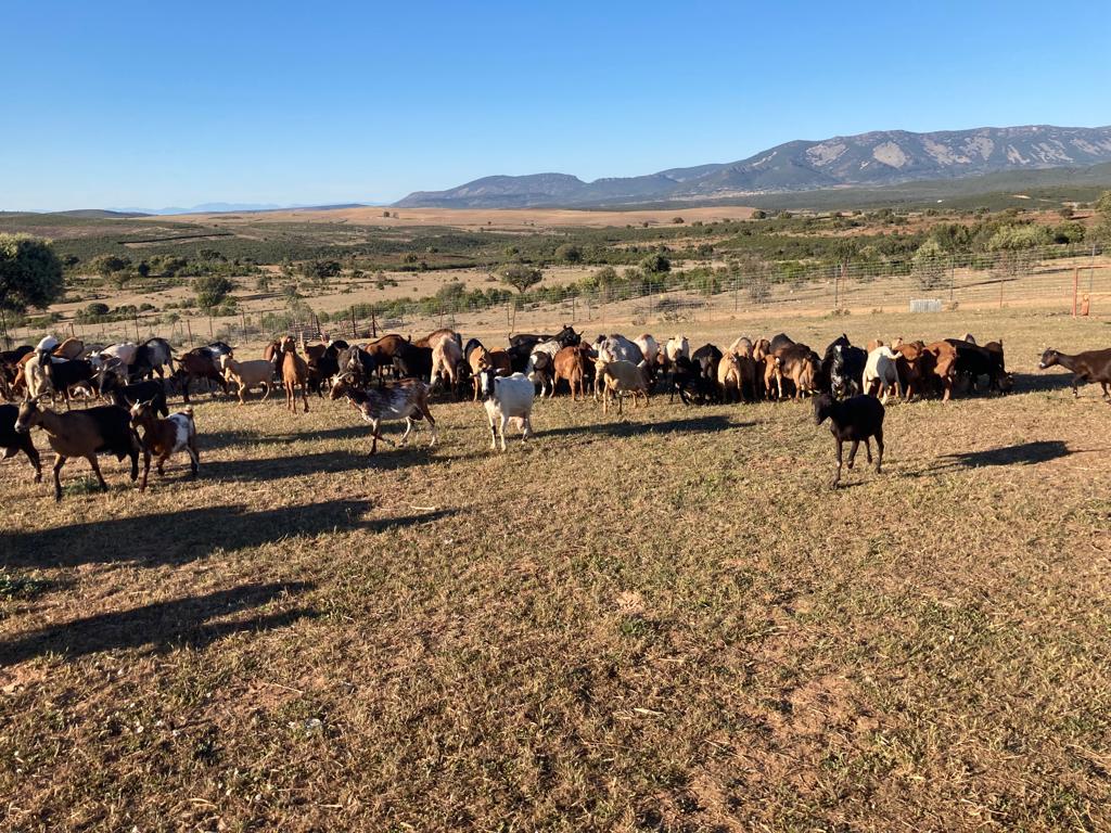 Los pastos en Campillo de la Jara (Toledo) se secan y empiezan a escasear