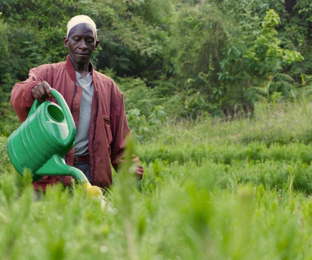 Amigos de la Sociedad Usambara de Tanzania