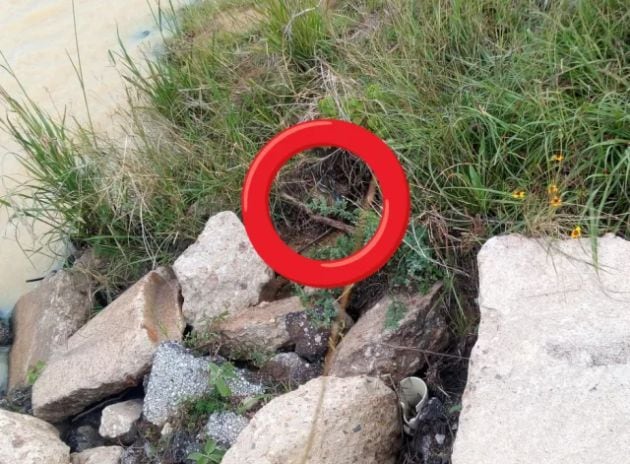 El pato está oculto entre los matorrales.