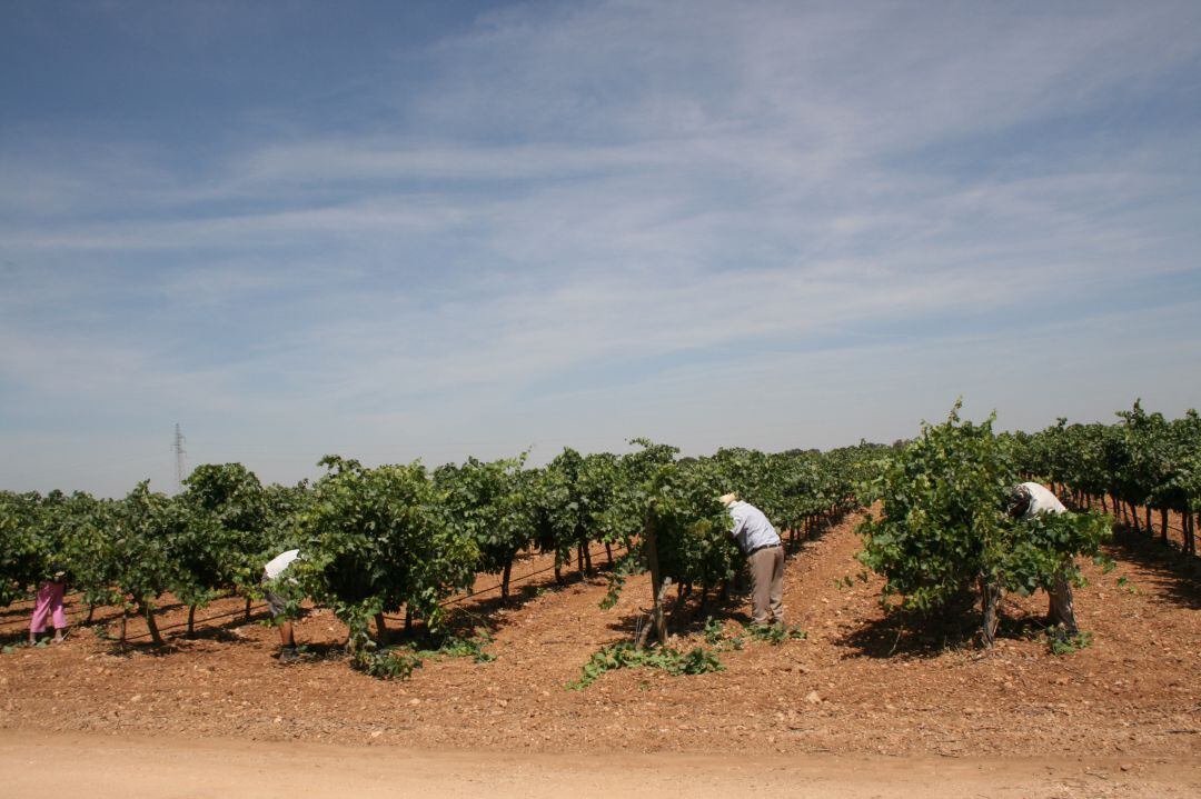 Vendimia en La Mancha