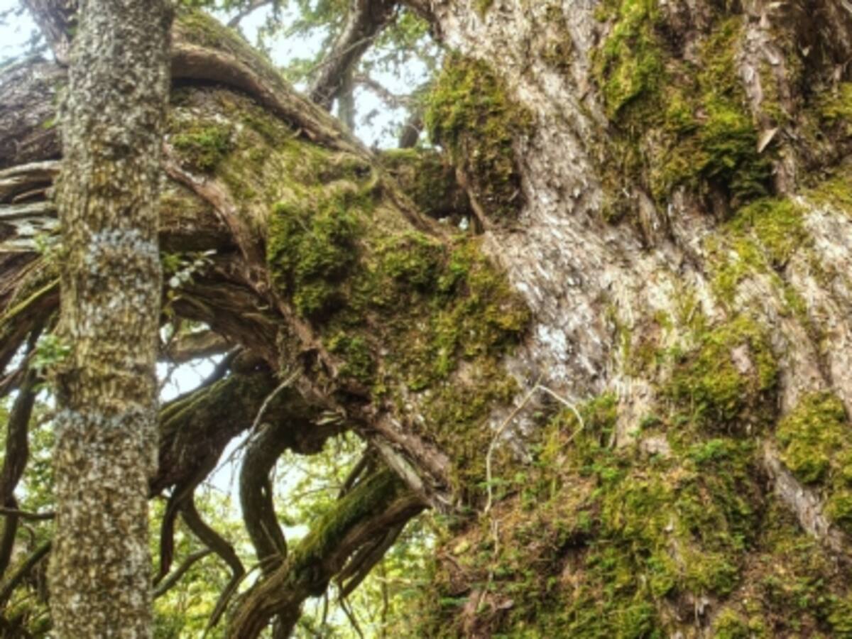 Localizada una arboleda de tejos centenarios en el macizo de Canciás