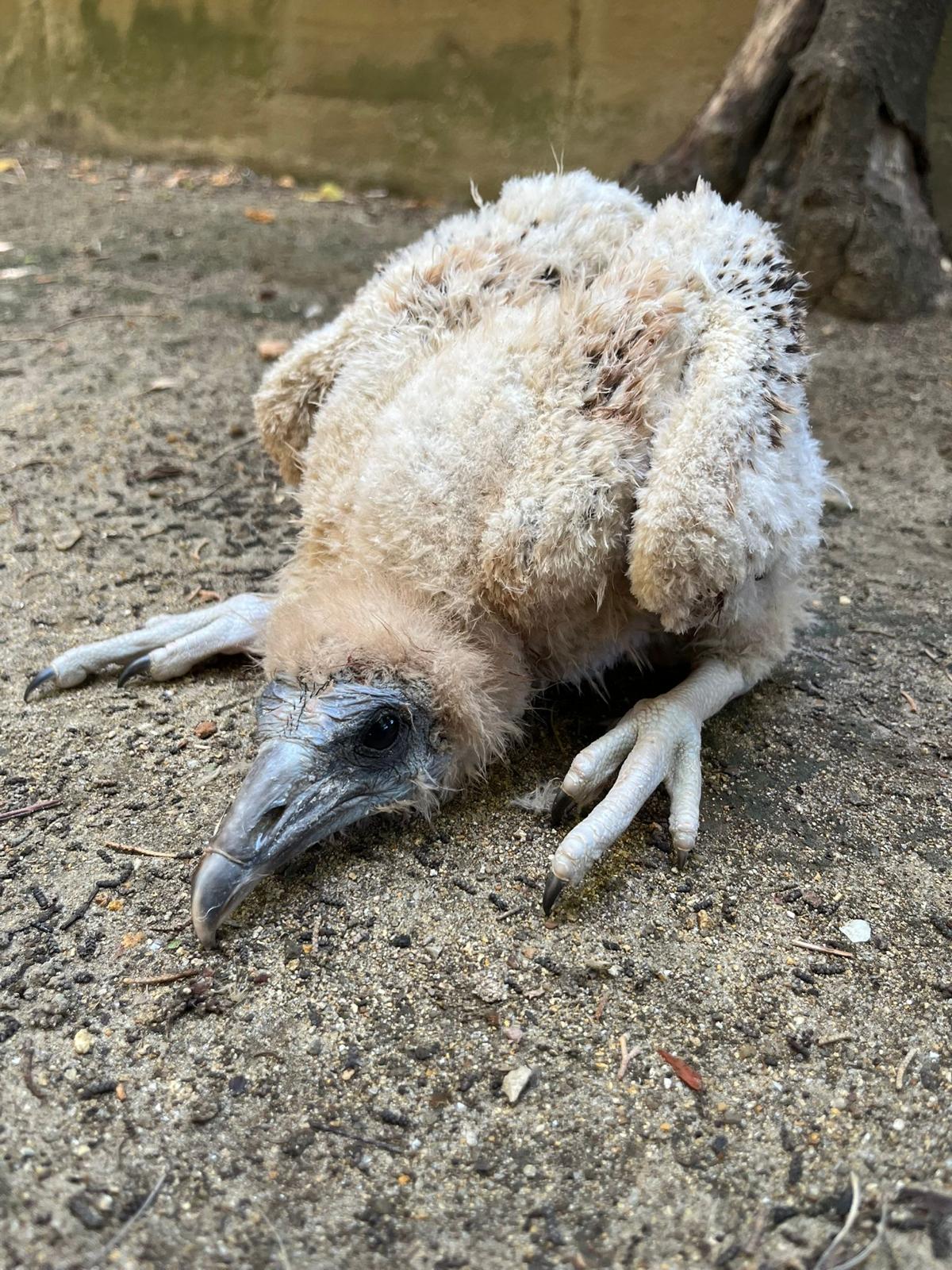 Pollo de alimoche nacido en el Zoo de Jerez