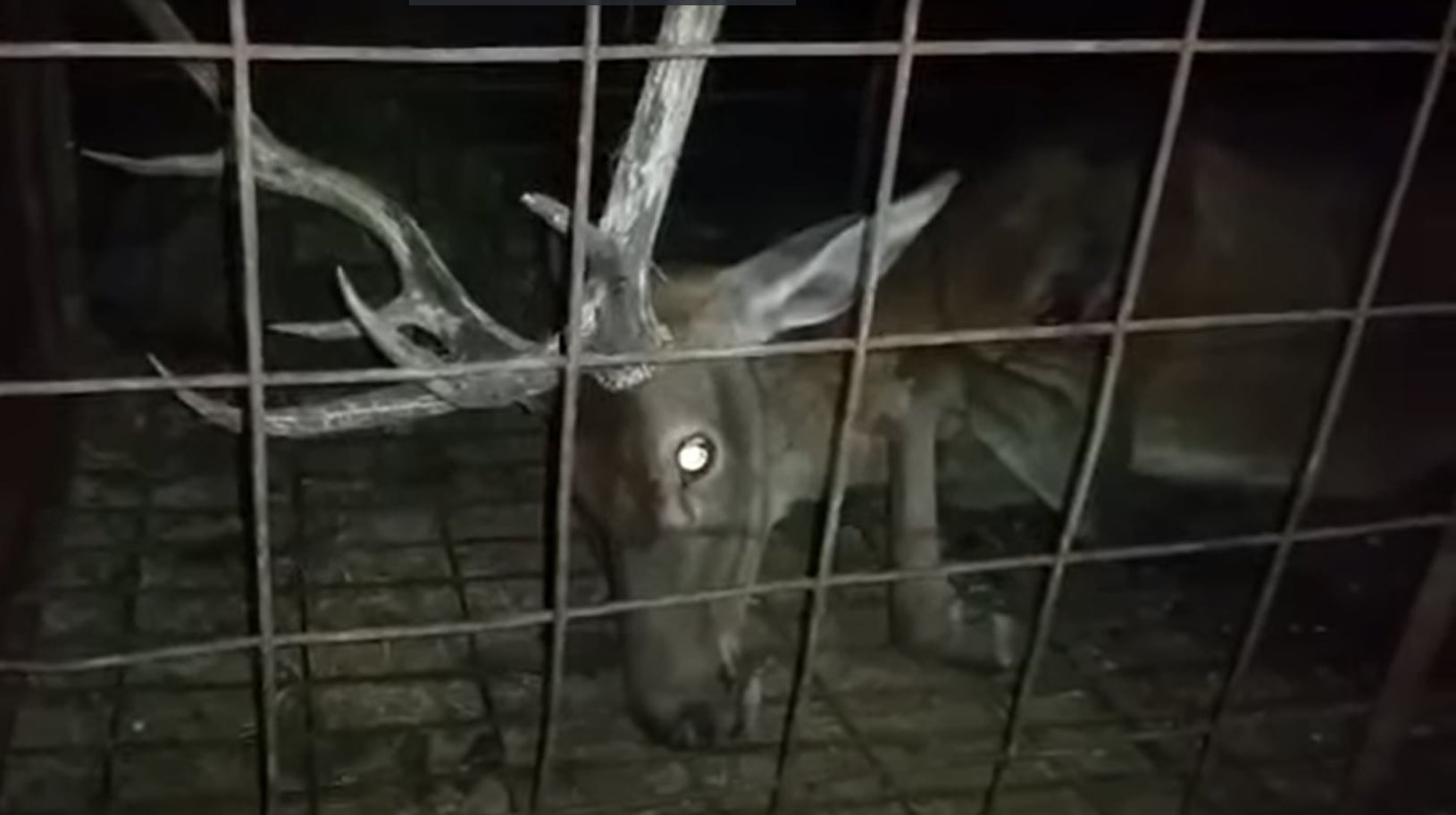 La Consejería para la Transición Ecológica y Sostenibilidad ha entregado al SEPRONA y a la Fiscalía de Medio Ambiente la documentación para que investiguen el video supuestamente grabado en Monfragüe y su autoría por considerar que puede ser constitutivo de delito