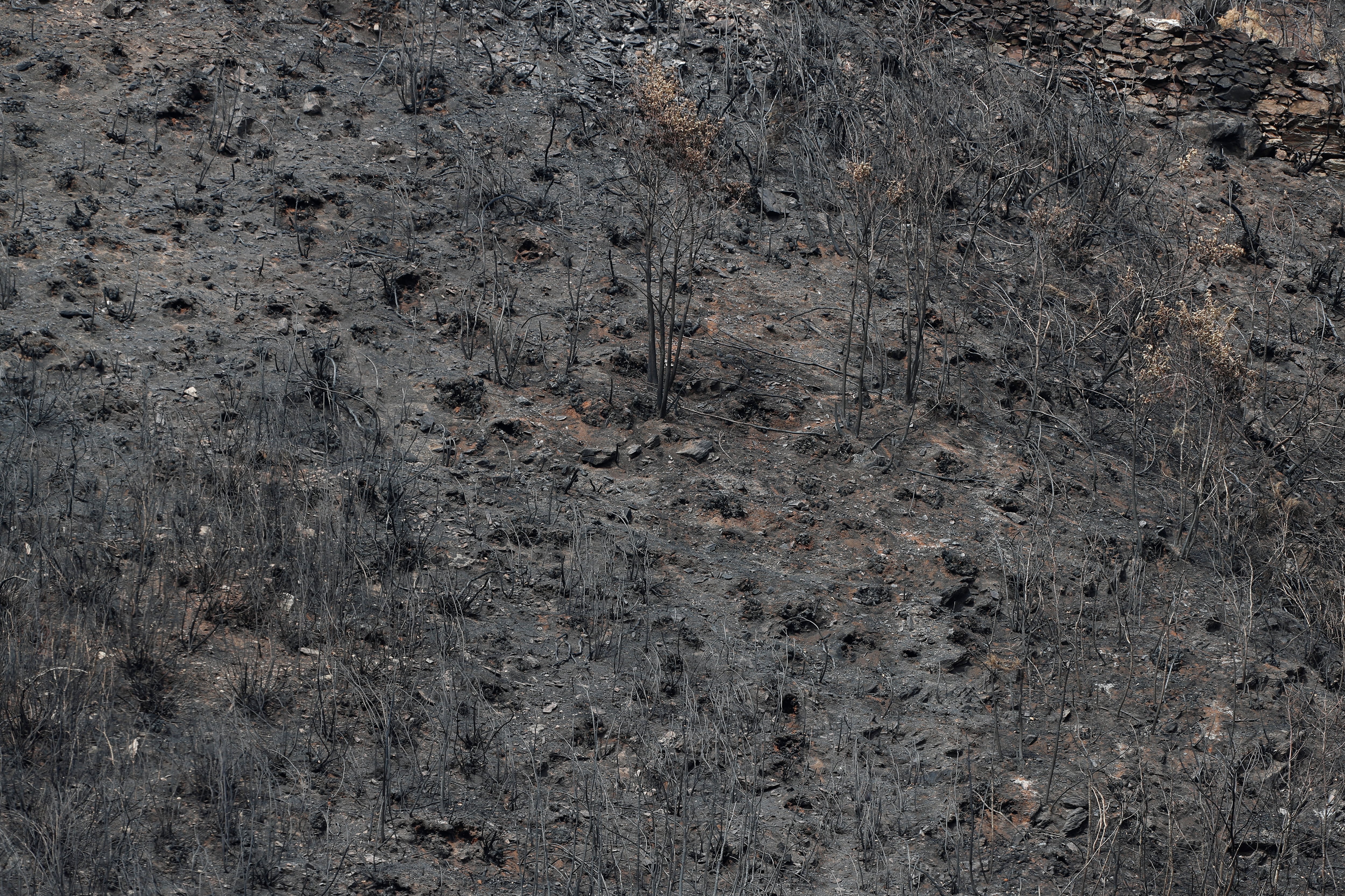 A FONSAGRADA (LUGO), 31/08/2025.- Galicia afronta su cuarta jornada consecutiva sin incendios activos de más de 20 hectáreas y solo están pendientes de extinción los tres megaincendios que han... En la imagen monte calcinado en Aguiar, próximo a San Pedro de Río, en A Fonsagrada, Lugo. EFE/Eliseo Trigo
