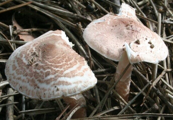 Imagen de la &quot;lepiota brunneoincarnata&quot;, la seta tóxica que causó la muerte a un hombre en Mataró