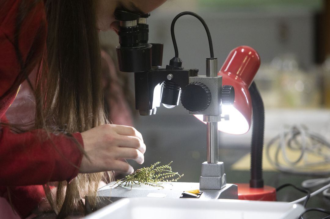 El 55,6% de los alumnos de estos estudios son mujeres