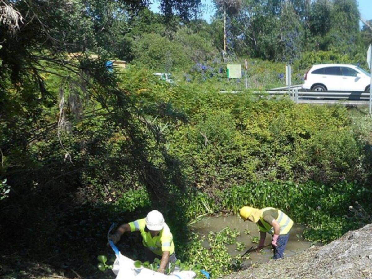 Comienza la retirada del camalote en el arroyo de La Cava