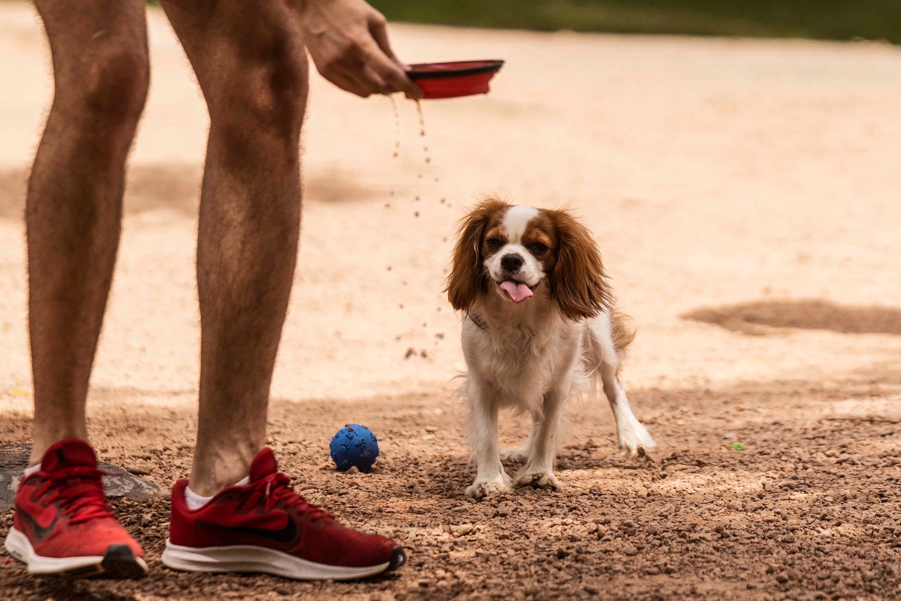 El área canina del Parque de Galicia de Alcobendas estrena zonas diferenciadas para perros pequeños y grandes