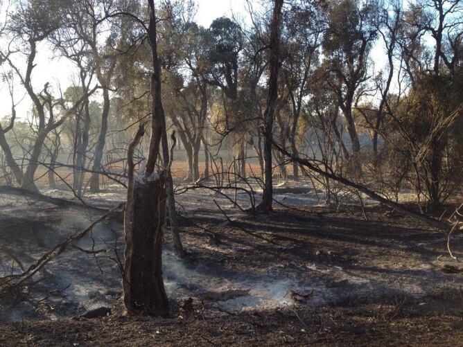 Una imagen del terreno calcinado en este incendio del Empordà, en Girona