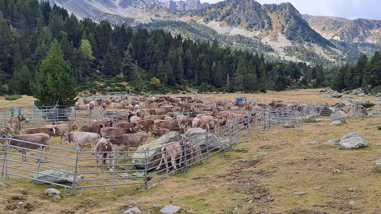 S&#039;entregaran als ramaders que pasturin a la zona nord del país