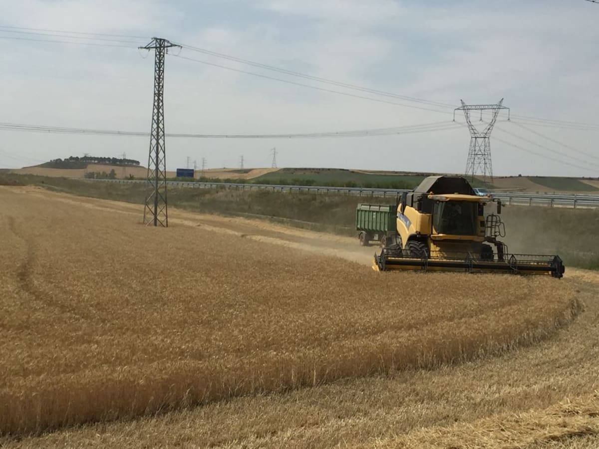 Los agricultores preocupados por las posibles plagas de topillos y conejos