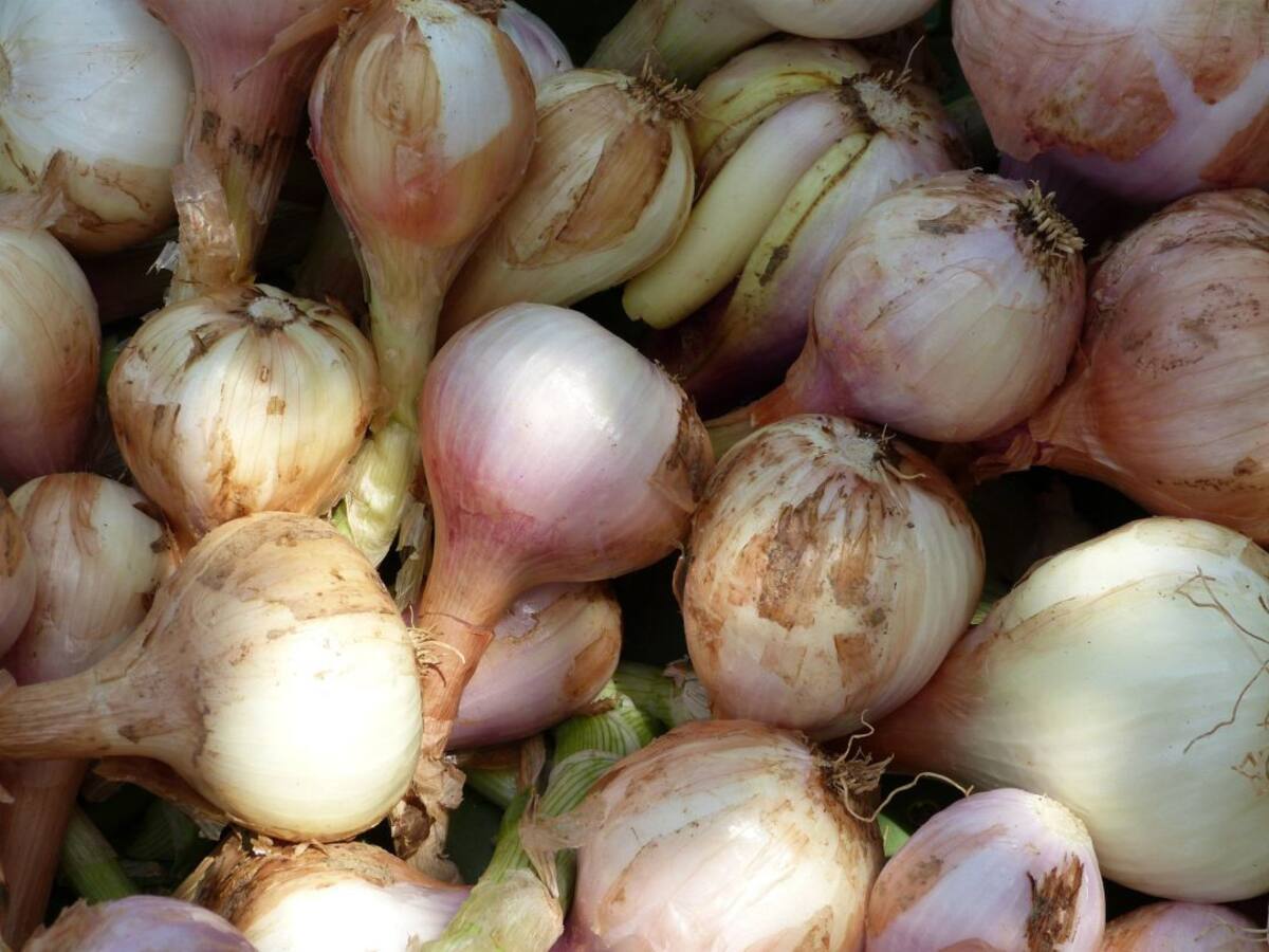 'Complicada' campaña de la cebolla para este año