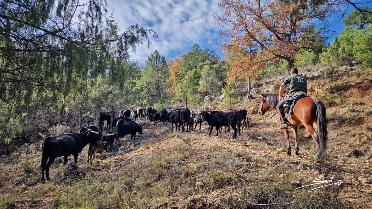 Trashumancia en Cuenca: tradición, paisajes y pasión por el ganado bravo