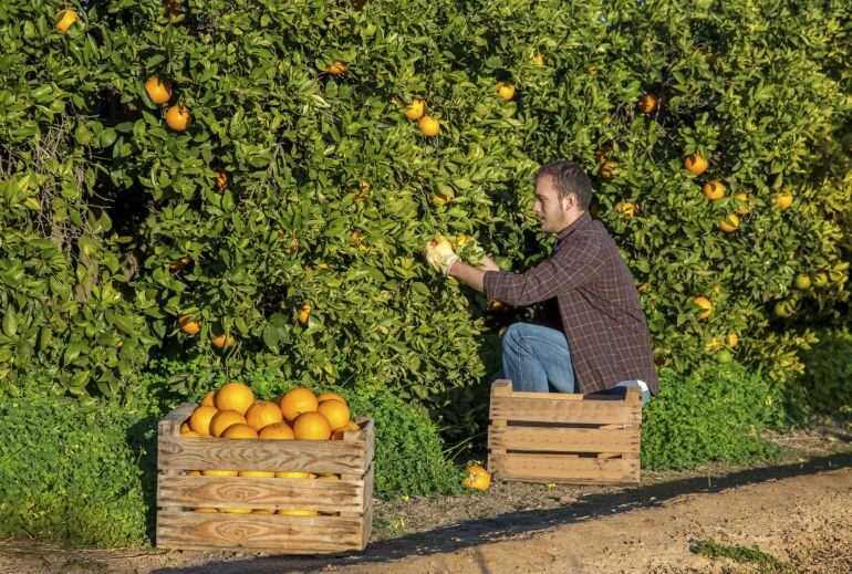 La Comisión Europea prepara otra multa a la Comunitat Valenciana por la gestión de las ayudas agrarias