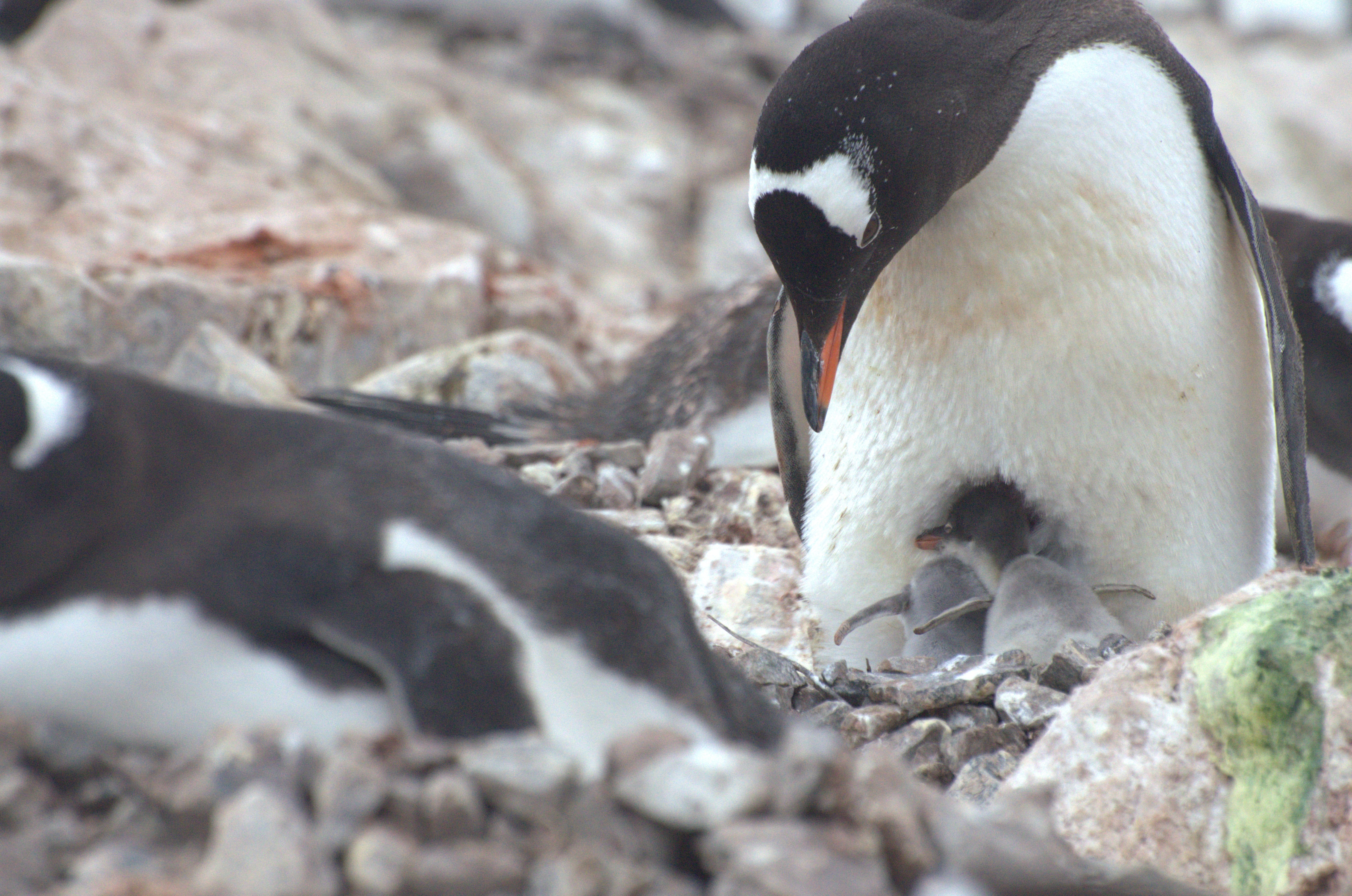 La reproducción se ha adelantado casi dos semanas