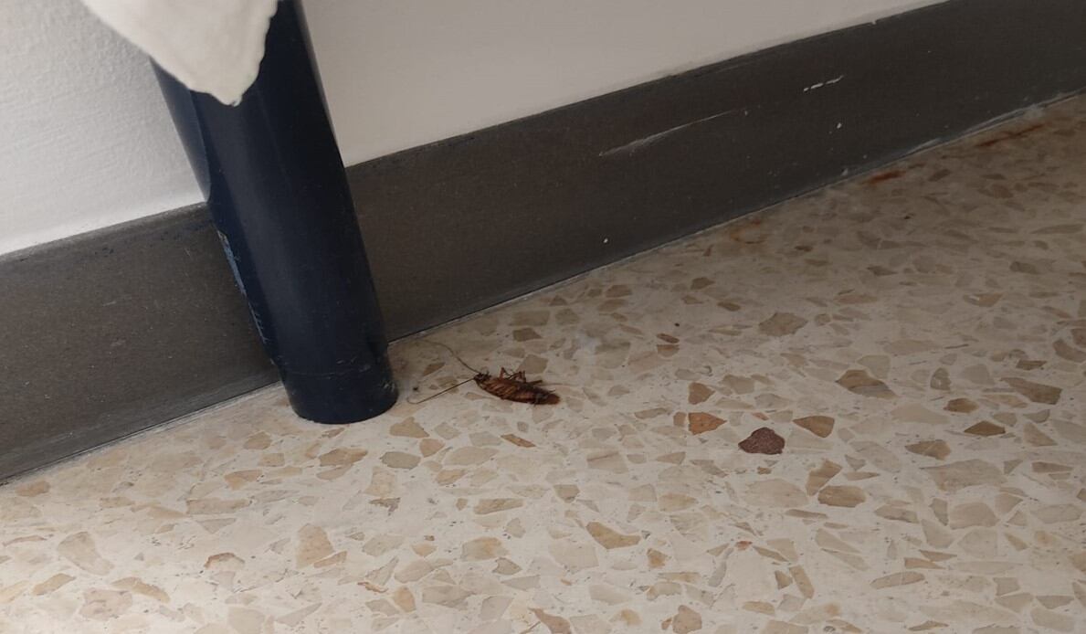 Cucarachas en el hospital Regional