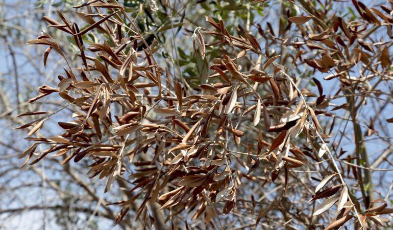 La Xylella fastidiosa llega a Andalucía