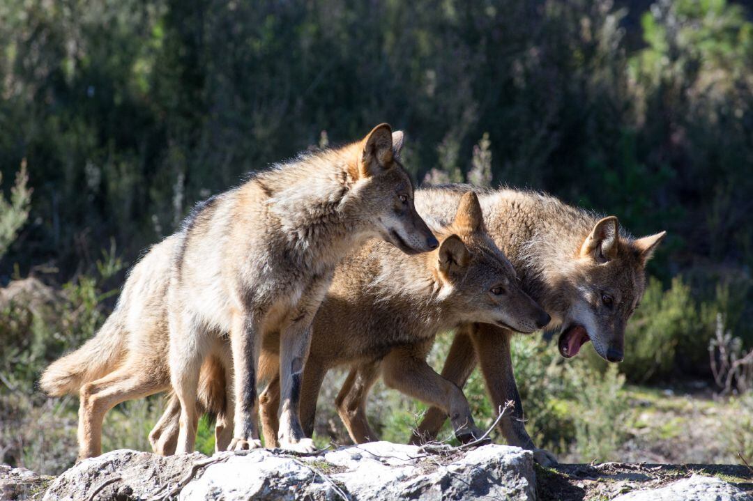 Lobos ibéricos.