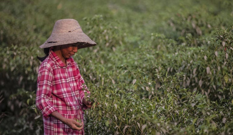 Una mujer recoge chiles en marzo, en una zona de Myanmar asolada por la inseguridad alimentaria