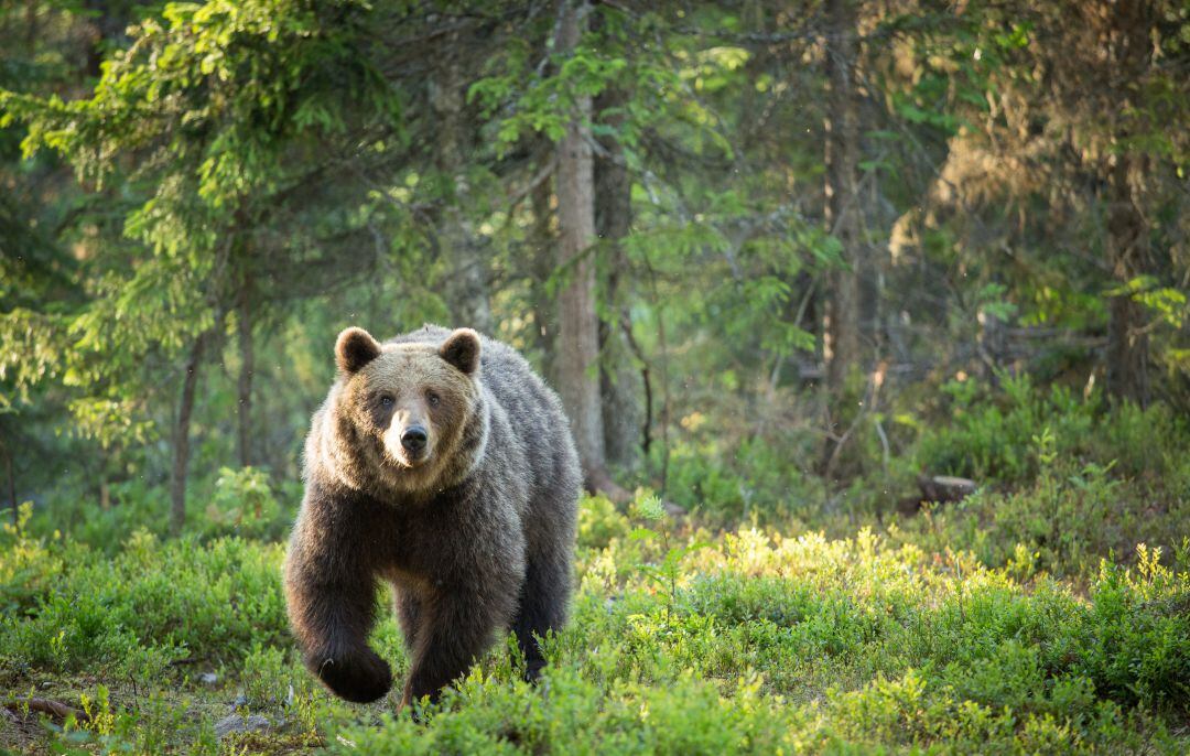 Ejemplar de oso pardo