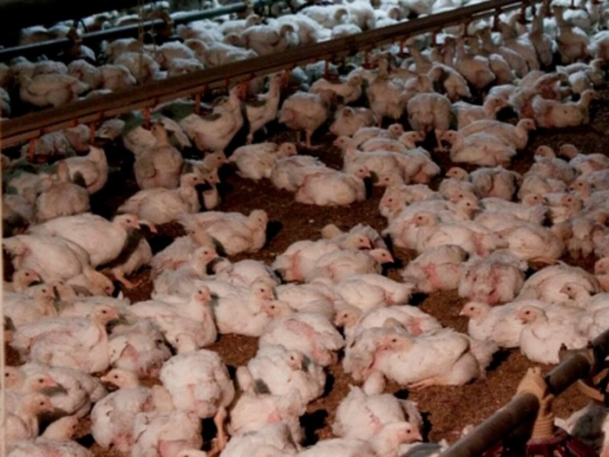 Refrigeració per les granges