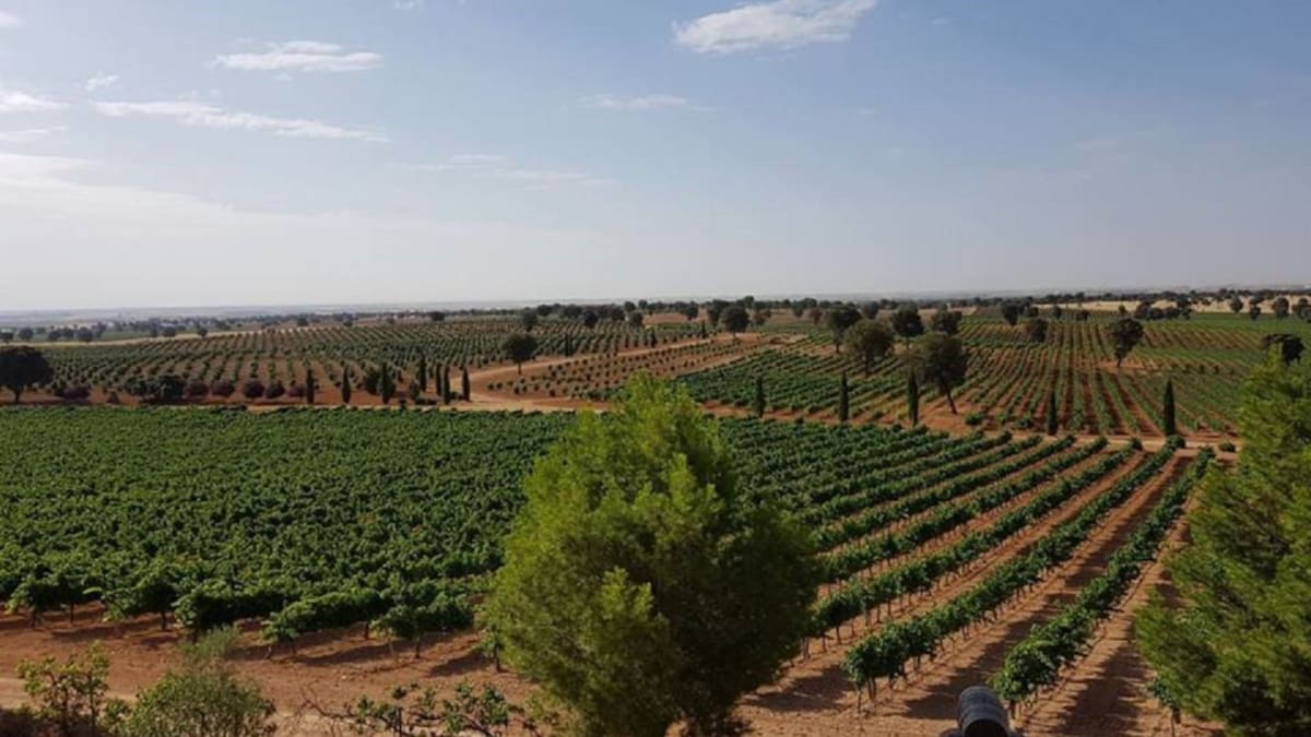 DO Uclés se actualiza: nuevos espumosos, variedades y más territorio