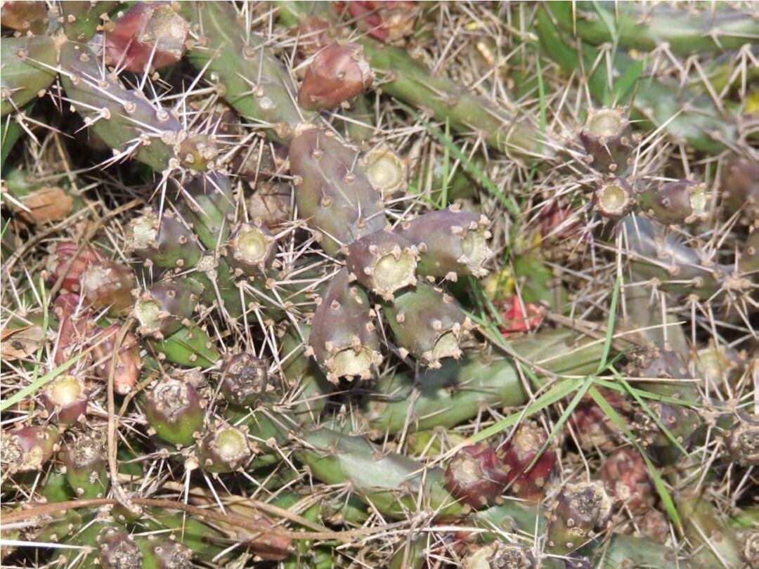 Opuntia aurantiaca