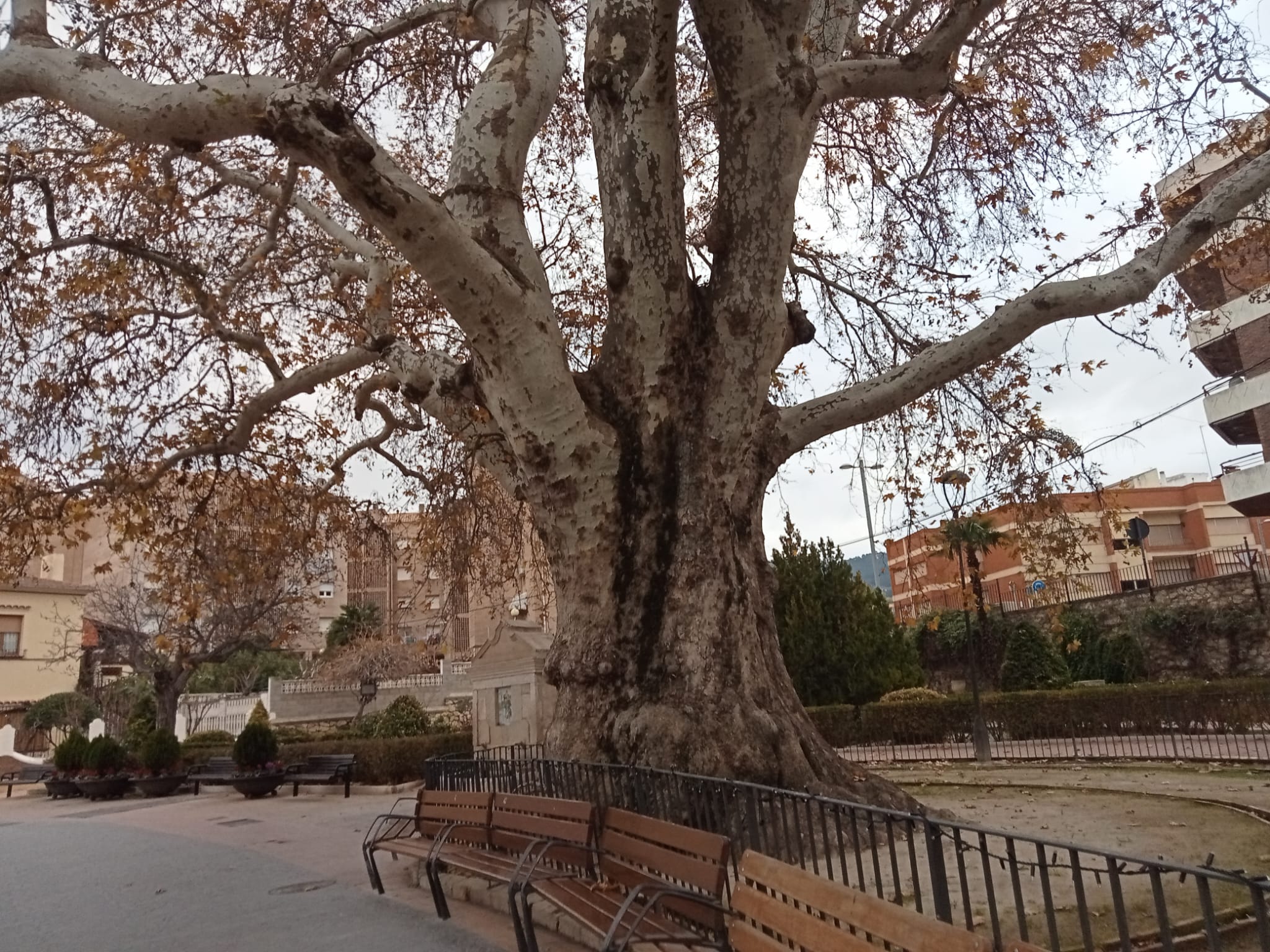 Arbol del plátano