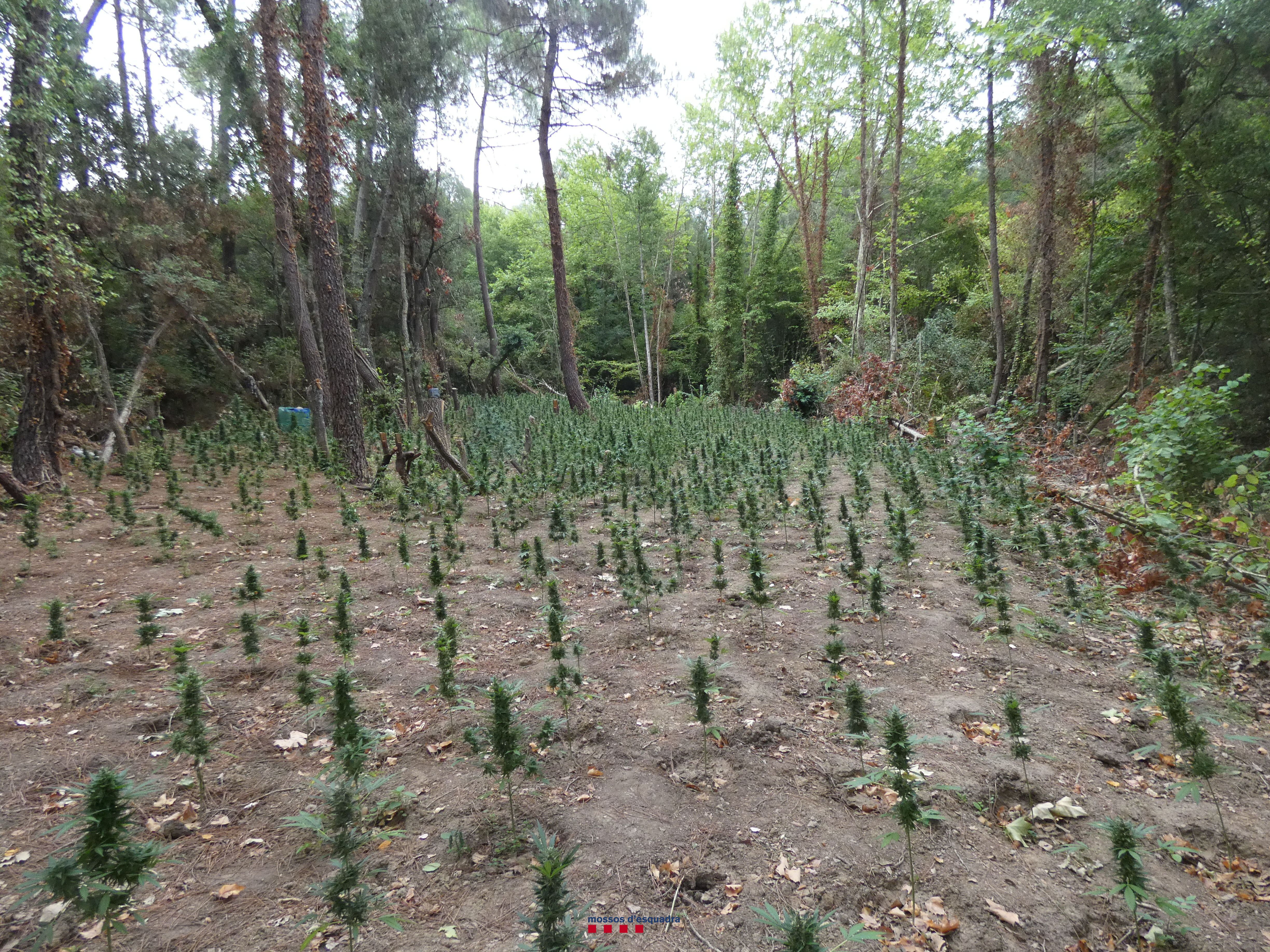 La plantació de marihuana al mig del bosc, a Vidreres