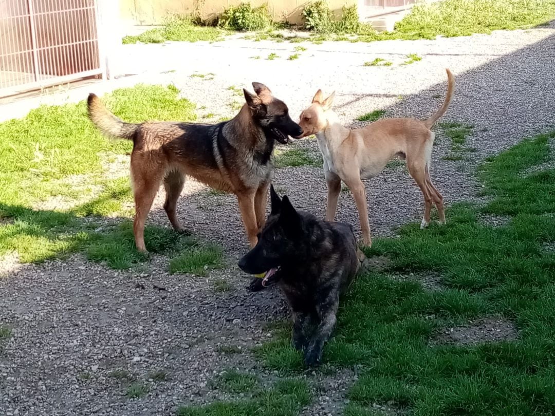 Tres perros jugando en las instalaciones del albergue de la Protectora de Animales y Plantas de Alcoy.
