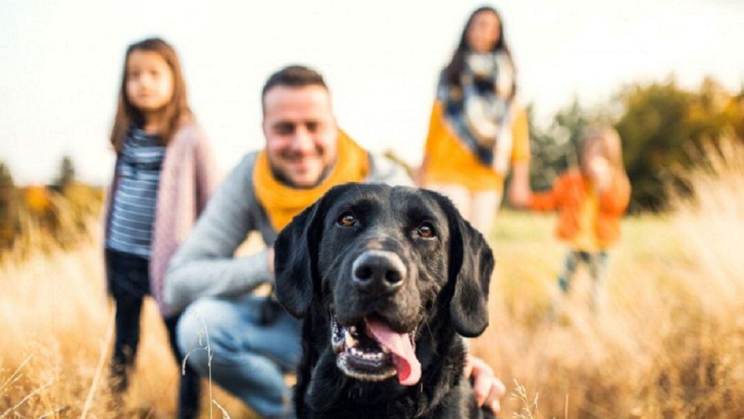 Los perros, uno más en las familias.