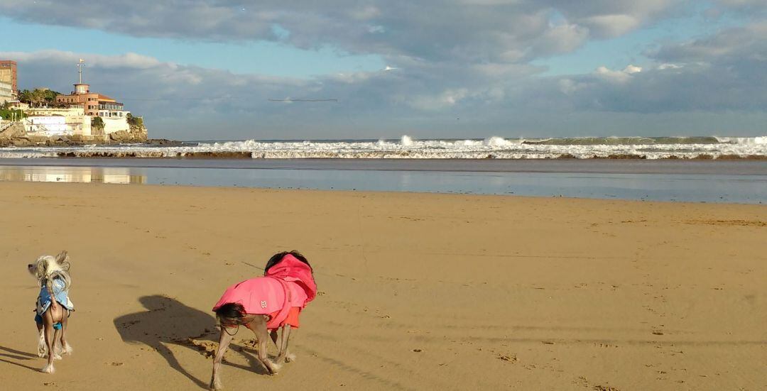 Dos canes pasean por la playa de San Lorenzo (Gijón). 