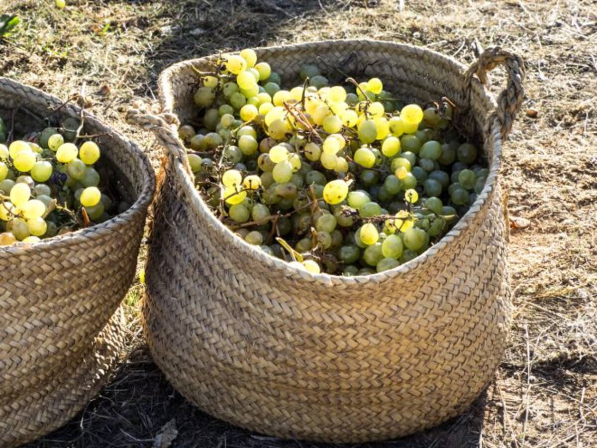 El paro baja en 152 personas en septiembre gracias a la vendimia