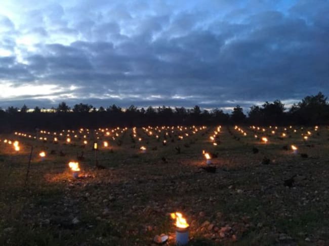Imagen de una de las zonas de viñedos de Ossian, en Nieva, iluminada por las velas de parafina