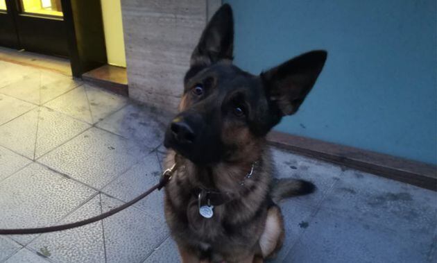 El dueño de 'Uno' paseando por la calle Ciruela, nos contaba que su pastor alemán es un perro muy obediente.