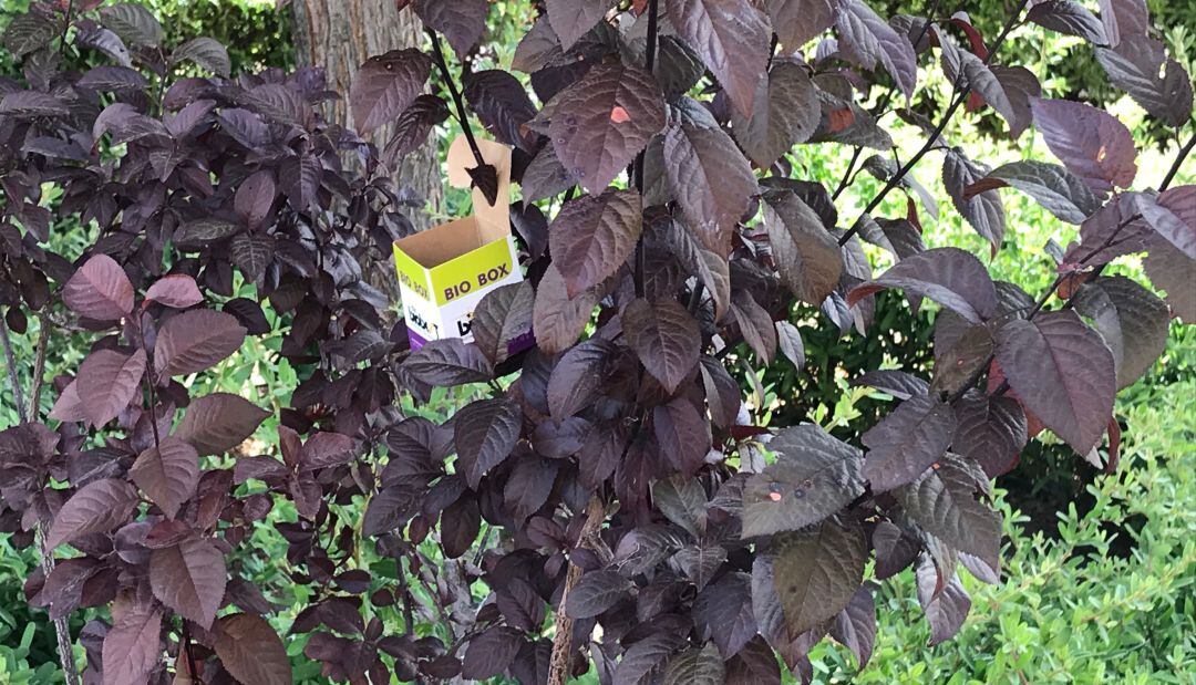 Valdepeñas sustituye los productos químicos por insectos en sus parques