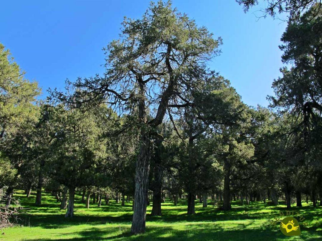 Reserva del Sabinar de Calatañazor.