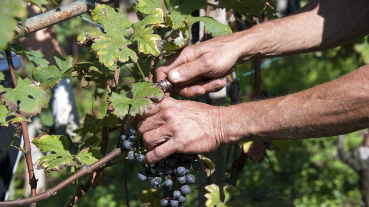 La agricultura sostiene la subida del paro