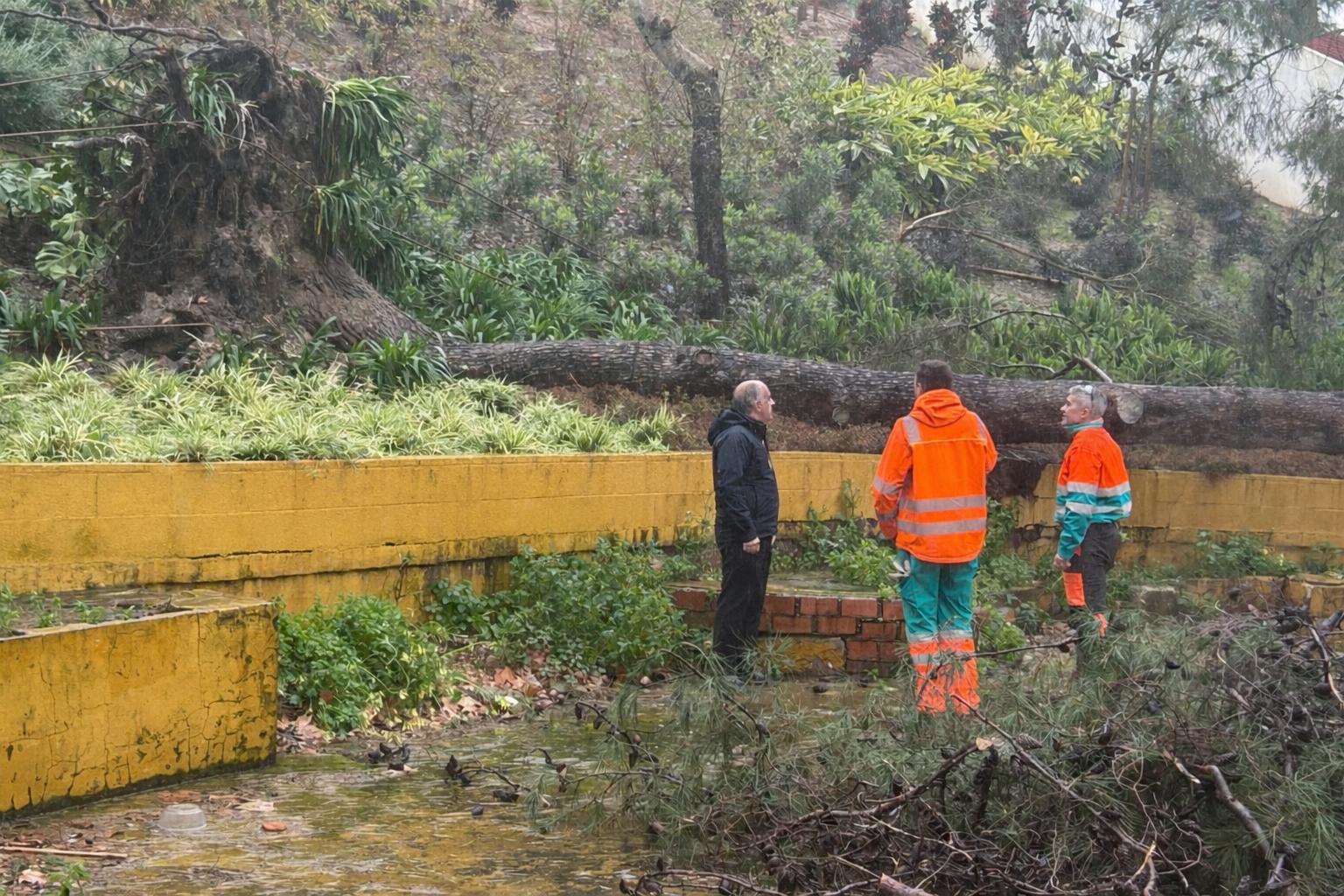 Retirada de un árbol y ramas en Algeciras